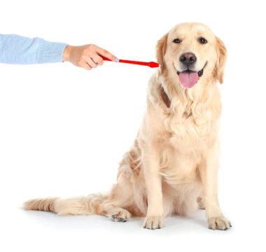 Beyaz arka planda şirin köpeklerin dişlerini fırçalayan sahibi