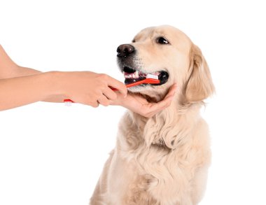 Beyaz arka planda şirin köpeklerin dişlerini fırçalayan sahibi