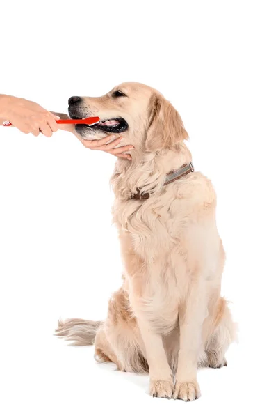 Besitzer Putzt Zähne Von Niedlichem Hund Auf Weißem Hintergrund — Stockfoto