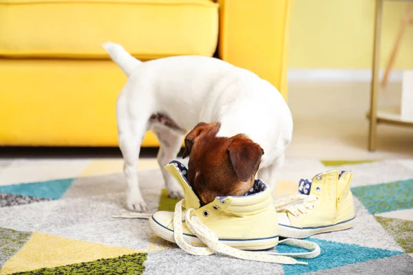 Funny Naughty Dog Playing Shoes Home — Stock Photo, Image