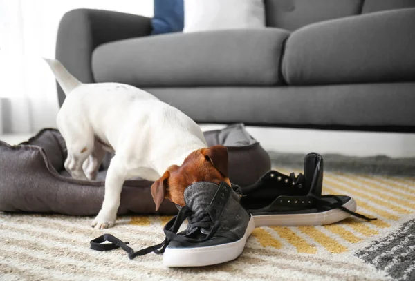 Cão Safado Engraçado Brincando Com Sapatos Casa — Fotografia de Stock
