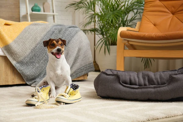 面白いいたずらな犬遊びとともに靴に家 — ストック写真