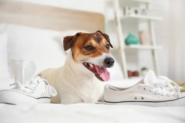 Cão Safado Engraçado Brincando Com Sapatos Casa — Fotografia de Stock