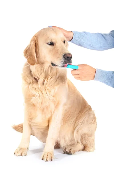 Propietario Cepillado Dientes Perro Lindo Sobre Fondo Blanco — Foto de Stock