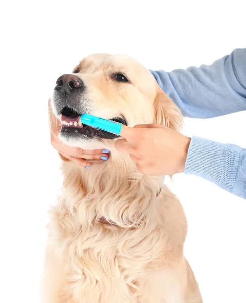Власник Чистить Зуби Милої Собаки Білому Тлі — стокове фото