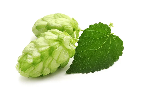 Green hop plant on white background
