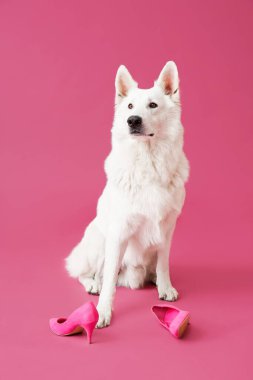 Renkli ayakkabılı komik yaramaz köpek.