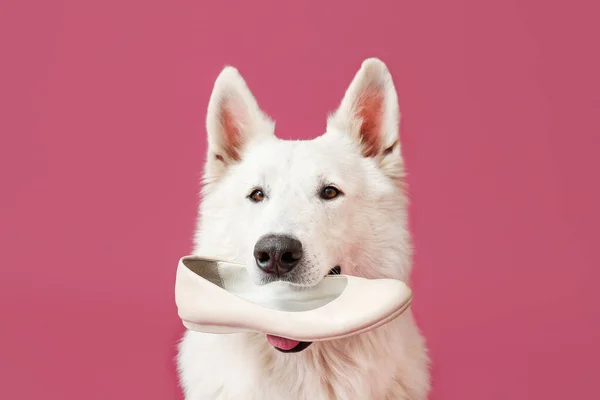 Zabawny Niegrzeczny Pies Butem Tle Koloru — Zdjęcie stockowe