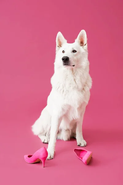 Cão Safado Engraçado Com Sapatos Fundo Cor — Fotografia de Stock