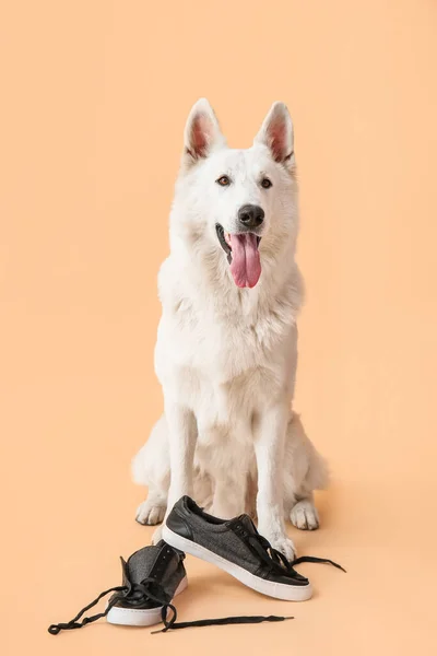 Funny Naughty Dog Shoes Color Background — Stock Photo, Image