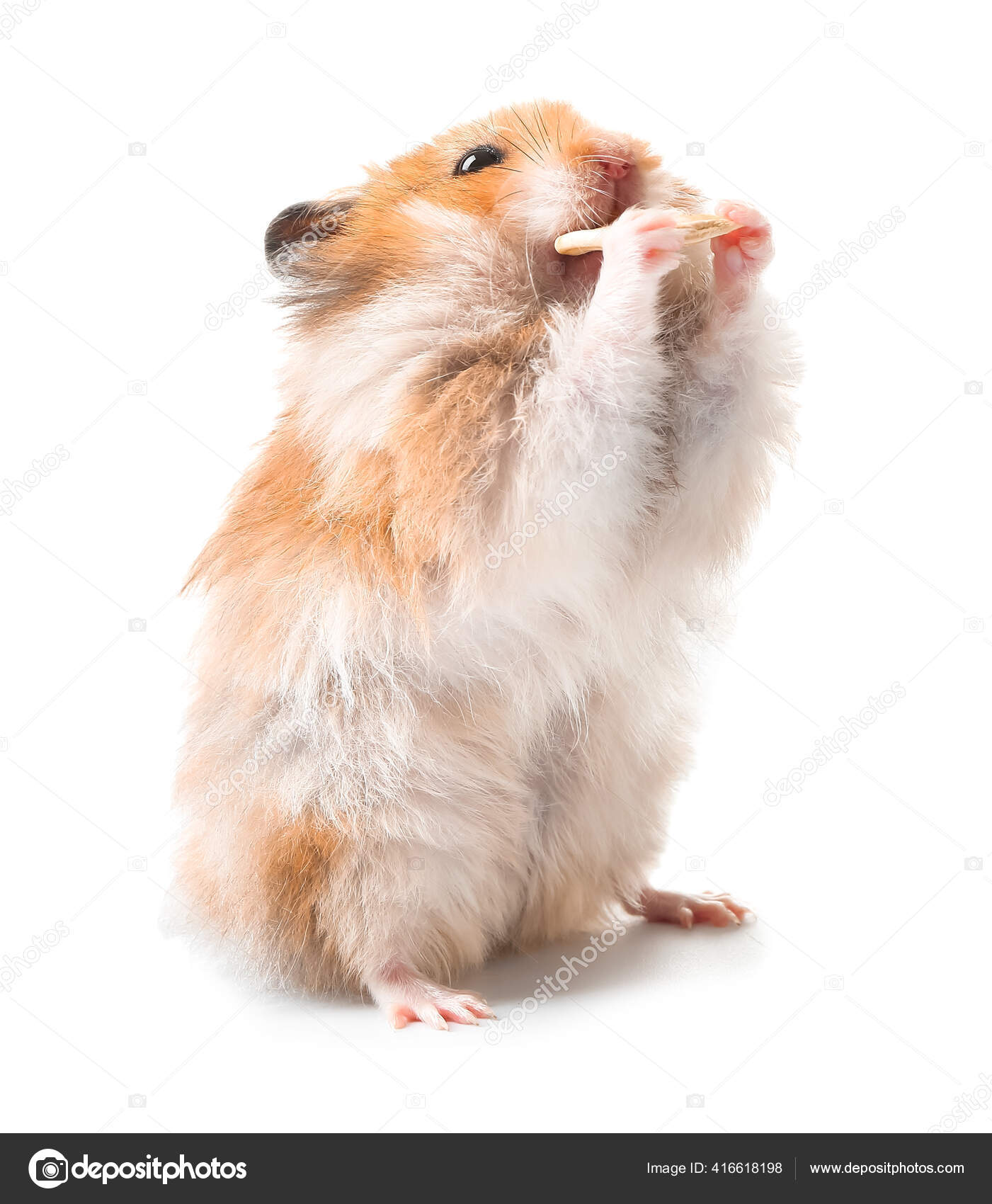 Tendência do Hamster: Rindo com Animais de Estimação, image size:1401x1700