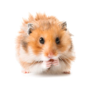 Beyaz arka planda komik bir hamster.