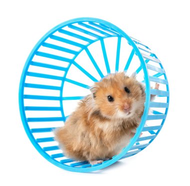 Beyaz arka planda tekerleği olan komik hamster.