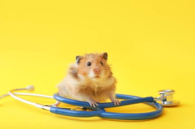 Arka planda steteskopu olan komik bir hamster. Veterinerlik kavramı
