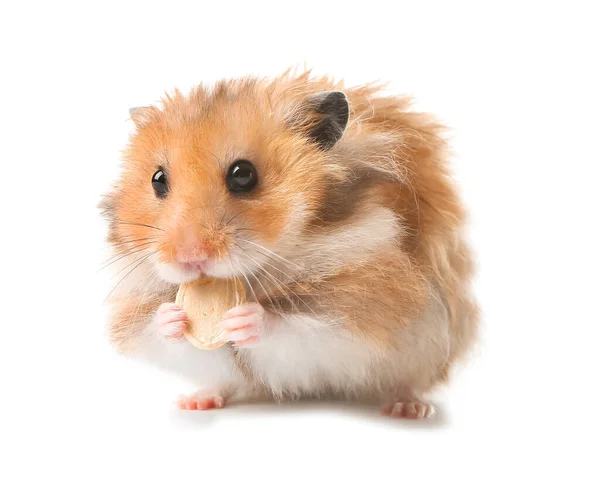 Funny Hamster White Background — Stock Photo, Image