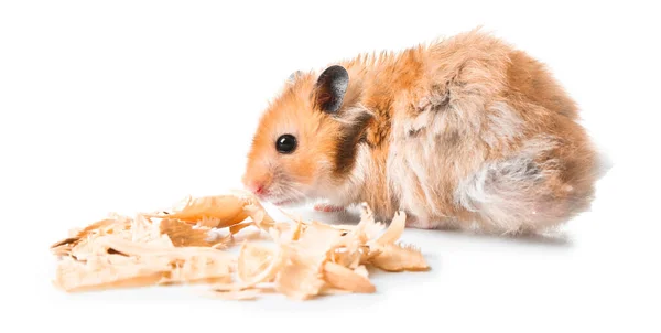 Hamster Engraçado Com Aparas Madeira Fundo Branco — Fotografia de Stock
