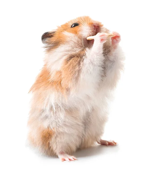 Rolig Hamster Vit Bakgrund — Stockfoto