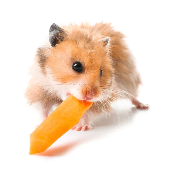 Rolig Hamster Med Morot Vit Bakgrund — Stockfoto