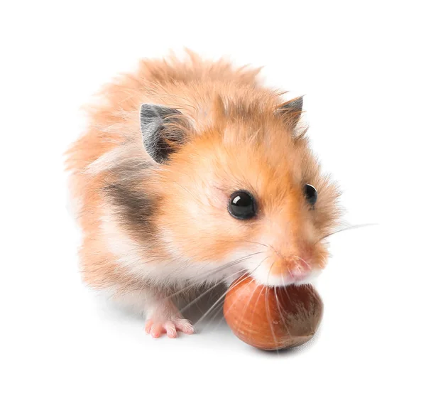 Grappige Hamster Met Hazelnoot Witte Achtergrond — Stockfoto