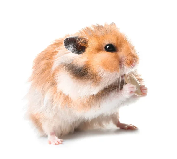Funny Hamster White Background — Stock Photo, Image