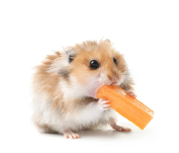 Rolig Hamster Med Morot Vit Bakgrund — Stockfoto