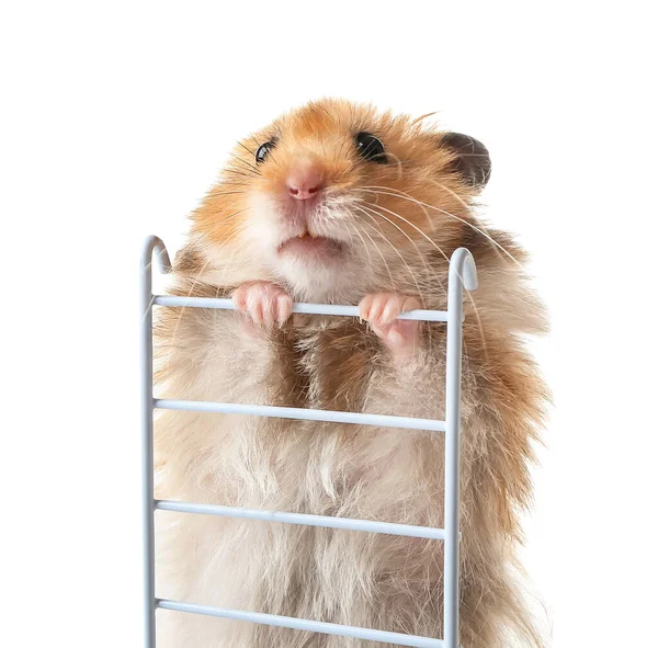 Grappige Hamster Met Ladder Witte Achtergrond — Stockfoto