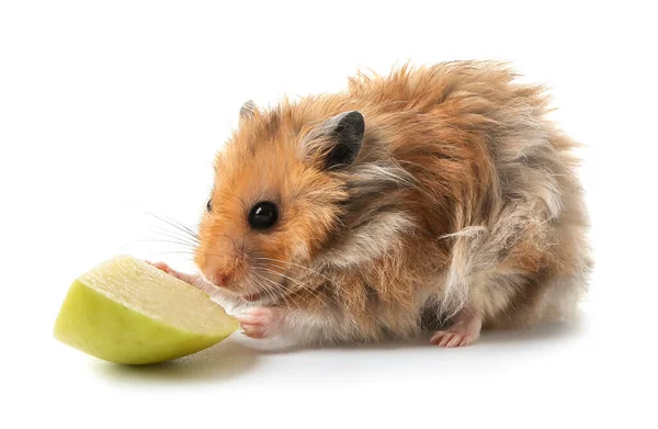 Rolig Hamster Med Frukt Vit Bakgrund — Stockfoto