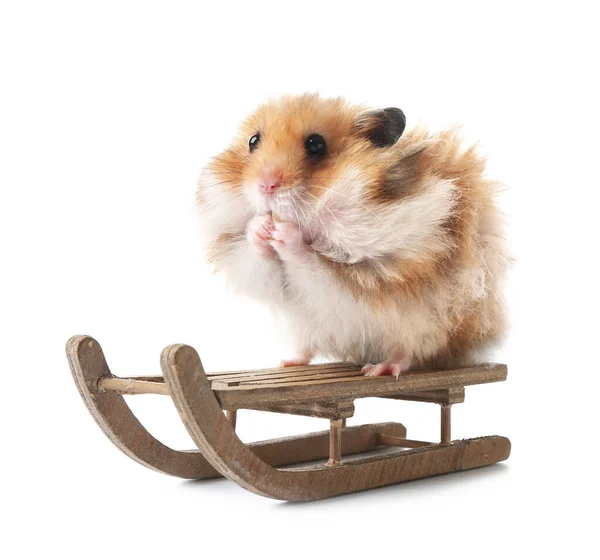 Hamster Engraçado Com Trenós Fundo Branco — Fotografia de Stock