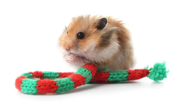 Funny Hamster Knitted Scarf White Background — Stock Photo, Image