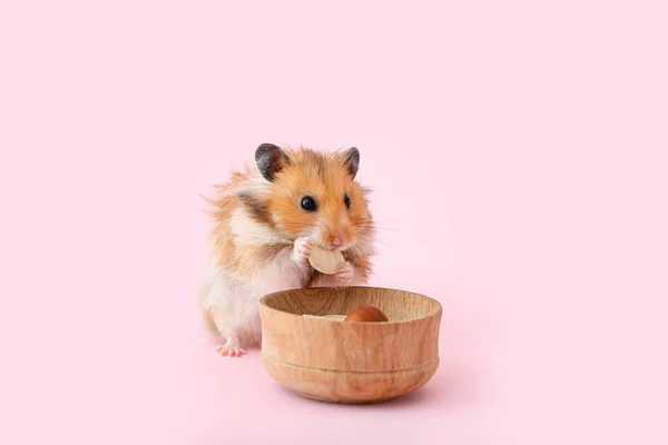 Rolig Hamster Nära Skål Med Mat Färg Bakgrund — Stockfoto