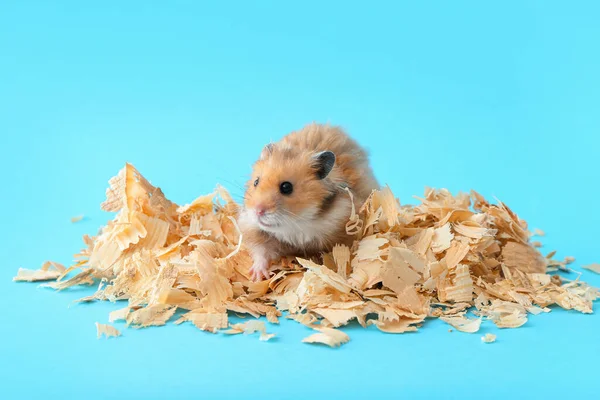 Funny Hamster Wood Shavings Color Background — Stock Photo, Image