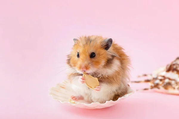 Funny Hamster Pumpkin Seed Color Background — Stock Photo, Image