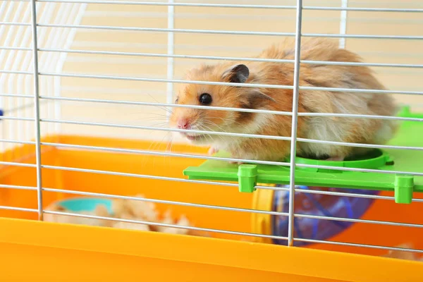浅色背景的笼中有趣的仓鼠 — 图库照片