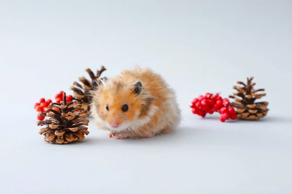 Funny Hamster Cones Berries Light Background — Stock Photo, Image