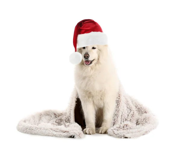 Cute Samoyed Pies Kapeluszu Santa Kratę Białym Tle — Zdjęcie stockowe