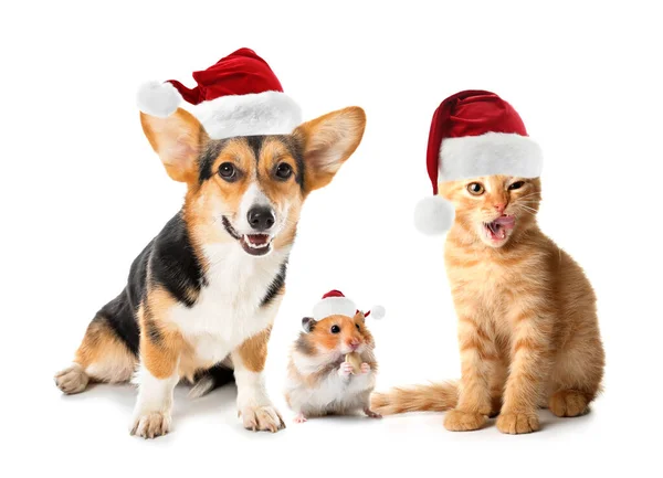 Cute Domestic Animals Santa Hats White Background — Stock Photo, Image