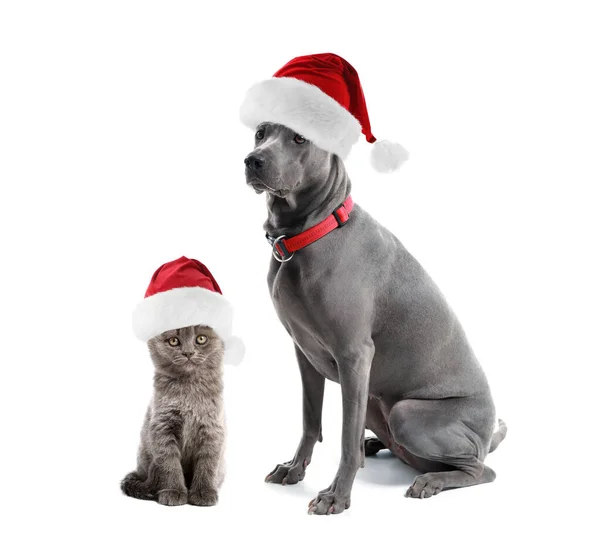 Cute Cat Dog Santa Hats White Background — Stock Photo, Image