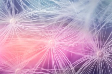 Güzel karahindiba manzarası