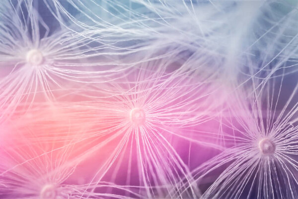 Вид вблизи красивого одуванчика