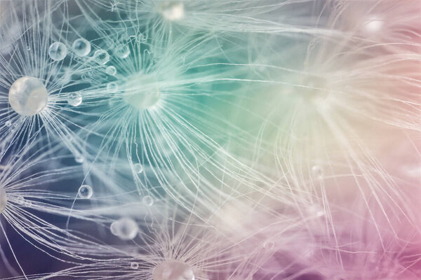 Вид вблизи красивого одуванчика