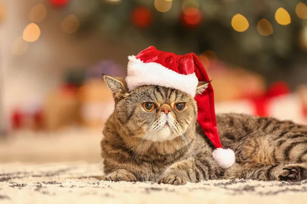 Cute Exotic Shorthair Cat Santa Hat Home Christmas Eve — Stock Photo, Image