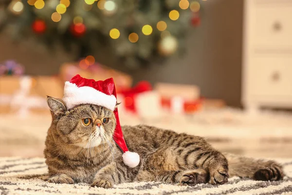 Cute Exotic Shorthair Cat Santa Hat Home Christmas Eve — Stock Photo, Image