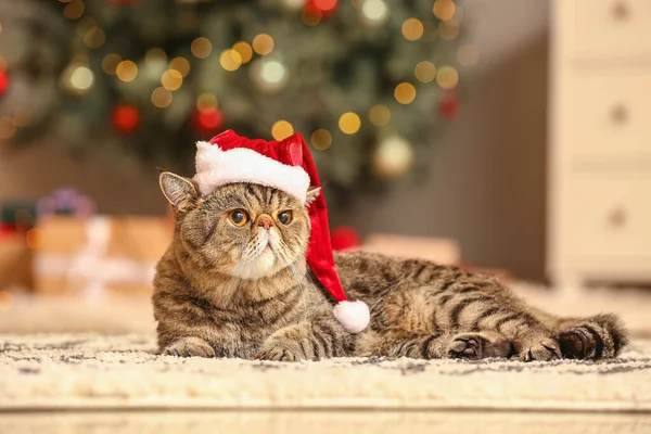 Niedliche Exotische Kurzhaarkatze Mit Weihnachtsmütze Hause Heiligabend — Stockfoto