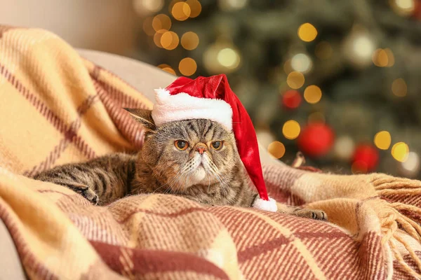 Niedliche Exotische Kurzhaarkatze Mit Weihnachtsmütze Hause Heiligabend — Stockfoto