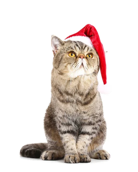 Cute Exotic Shorthair Cat Santa Hat White Background — Stock Photo, Image
