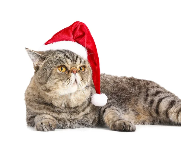 Cute Exotic Shorthair Cat Santa Hat White Background — Stock Photo, Image