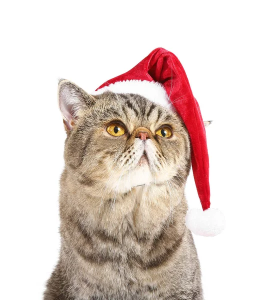 Cute Exotic Shorthair Cat Santa Hat White Background — Stock Photo, Image