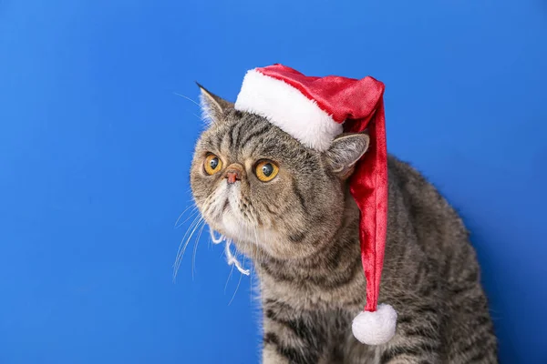 Cute Exotic Shorthair Cat Santa Hat Color Background — Stock Photo, Image