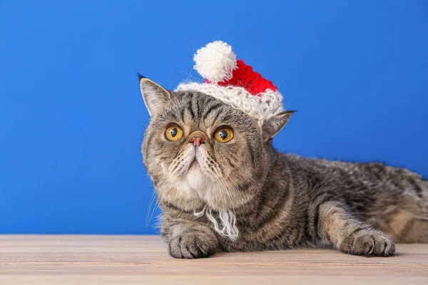 Cute Exotic Shorthair Cat Santa Hat Color Wall — Stock Photo, Image