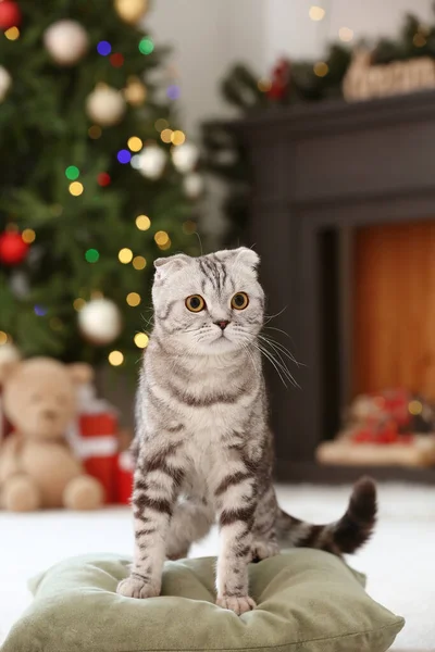 かわいいです面白い猫ホームオンクリスマスEve — ストック写真